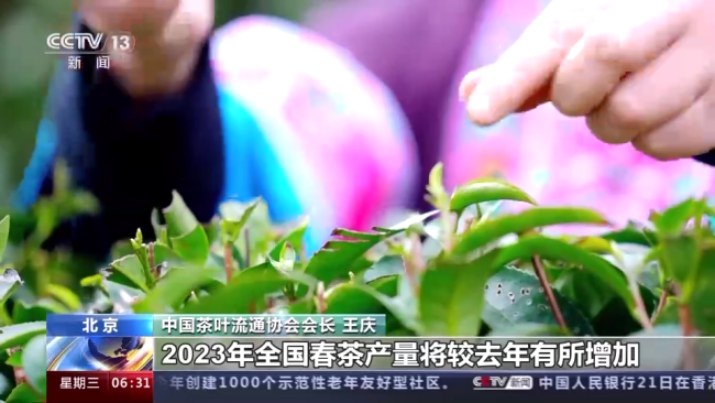 今年春茶全面(mian)開采 開采期較(jiao)去年提前