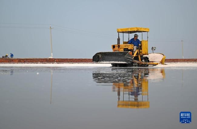 天津：千(qian)年鹽場(chǎng)迎豐收(shōu)