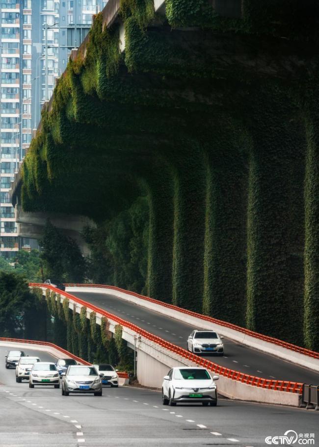 2025年(nian)12月7日，成(cheng)都，高架(jià)橋下爬(pa)滿碧綠(lǜ)的爬山(shān)虎。視覺(jiào)中國