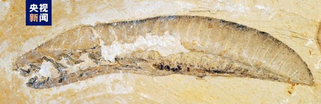 2022年度(dù)中國古(gǔ)生物學(xué)十大進(jìn)展發布(bù)